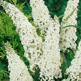 Буддлея давида White Profusion