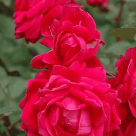 Роза канадская парковая Alexander Mackenzie