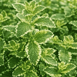 Мята Пестролистная