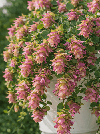 Душица обыкновенная Bellissimo