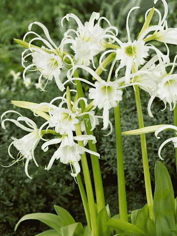 Исмена Festalis