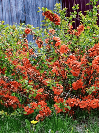 Айва превосходная Orange Trail