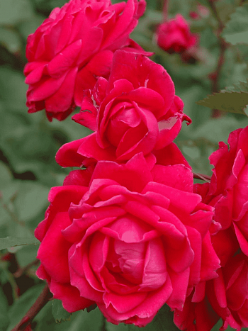 Роза канадская парковая Alexander Mackenzie