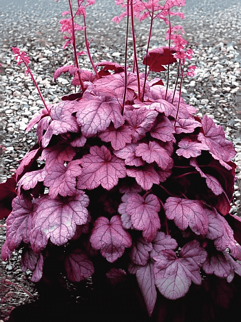 Гейхера Grape Soda