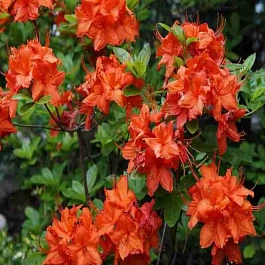 Азалия Fireball