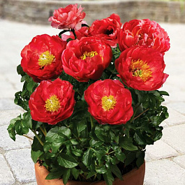 Пион травянистый Москва