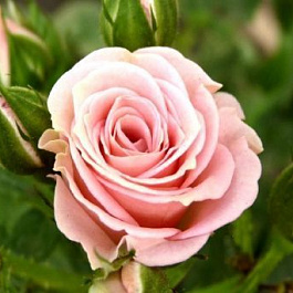 Роза спрей Лидия Роза спрей Лидия