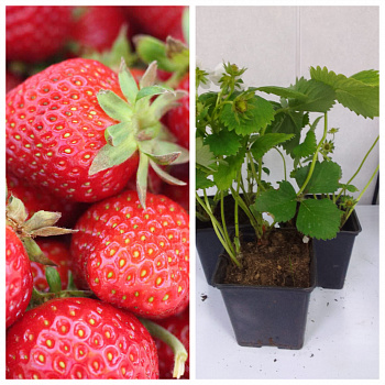 Земляника садовая Анаис НАБОР 3ШТ