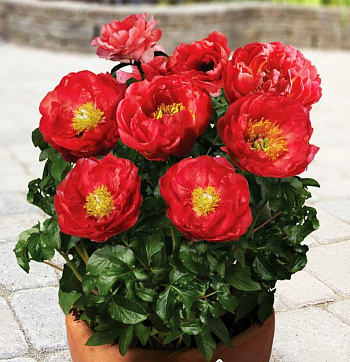 Пион травянистый Москва Пион травянистый Москва