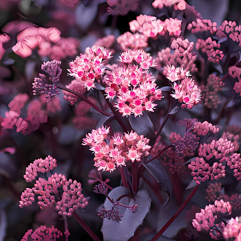 Очиток (Седум) телефиум Purple Emperor