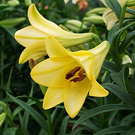 Лилия лонгифлорум Делиана