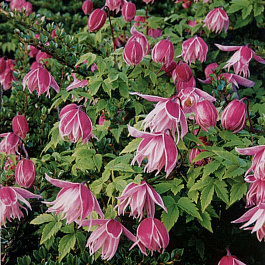 Клематис ботанический Маркхемс Пинк