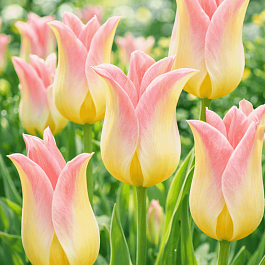 Тюльпан лилиецветный Elegant Lady