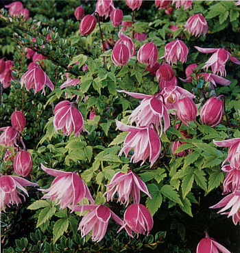 Клематис ботанический Маркхемс Пинк