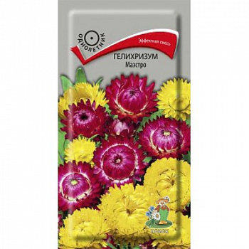 Гелихризум Маэстро