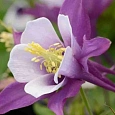 Аквилегия обыкновенная Early Bird Purple White