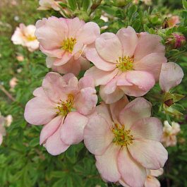 Лапчатка кустарниковая Дабл Панч Пич