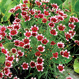 Кореопсис Санстар Роуз