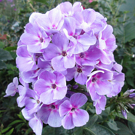 Флокс метельчатый Юник Мов