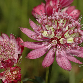 Астранция крупная