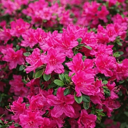 Рододендрон тупой Purpertraum