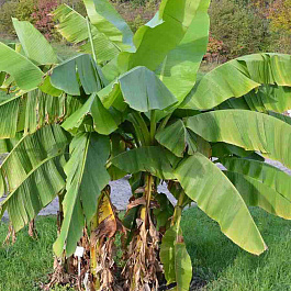 Банан японский  basjoo