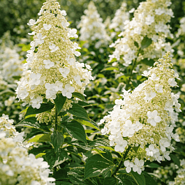 Гортензия метельчатая Pee Wee