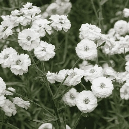 Тысячелистник птармика Ballerina