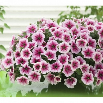 Петуния ампельная Опера Распберри Айс