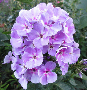 Флокс метельчатый Юник Мов