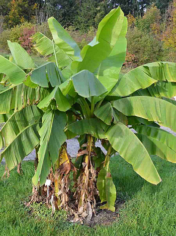 Банан японский  basjoo