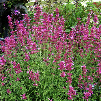 Иссоп лекарственный Розеус Иссоп лекарственный Розеус