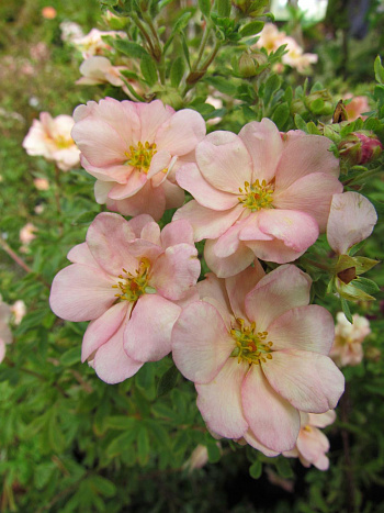 Лапчатка кустарниковая Дабл Панч Пич Лапчатка кустарниковая Дабл Панч Пич