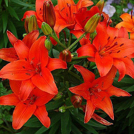 Лилия азиатская Брунелло