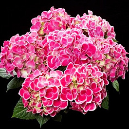 Гортензия крупнолистовая Тиволи