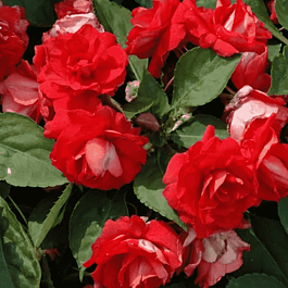 Бальзамин Уоллера Fiesta Bonita Cherry