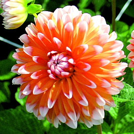 Георгина декоративная Багама Эйприкот