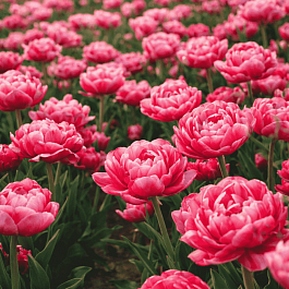 Тюльпан Aveyron