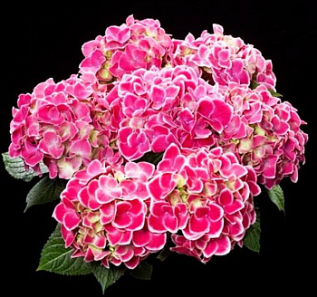 Гортензия крупнолистовая Тиволи