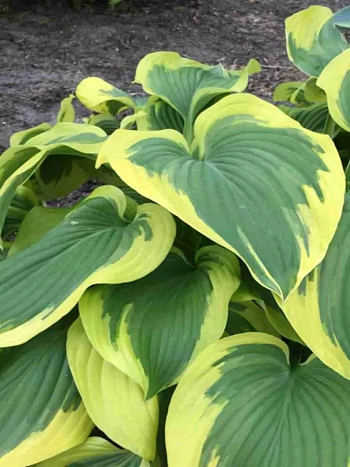 Хоста Broadband