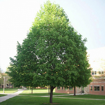 Липа мелколистная Винтер Ориндж