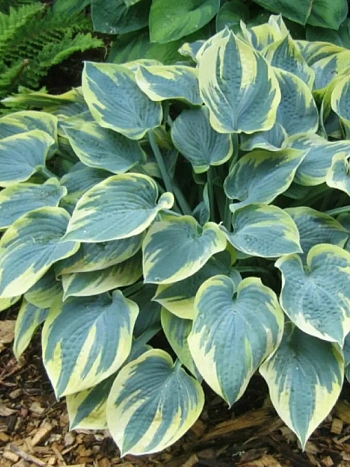 Хоста Aristocrat