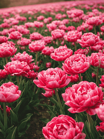 Тюльпан Aveyron