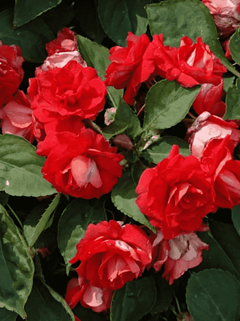 Бальзамин Уоллера Fiesta Bonita Cherry