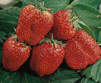 Земляника садовая Таго