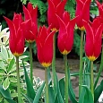 Тюльпан Red Chain