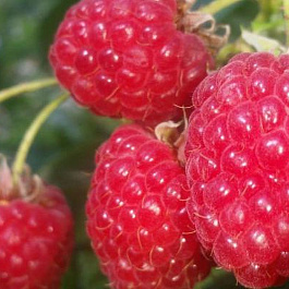 Малина традиционная Рубин Болгарский