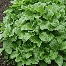 Мелисса лимонная Fit