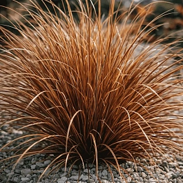 Осока власовидная Bronco