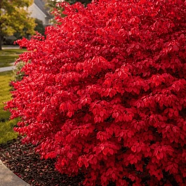 Бересклет крылатый Chicago Fire